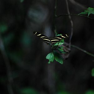 Zebra Longwing, Western Everglades/Big Cypress, October 2013
