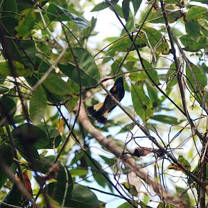 American Redstart, Western Everglades/Big Cypress, October 2013