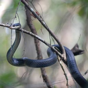 Everglades Racer, Western Everglades/Big Cypress, October 2013