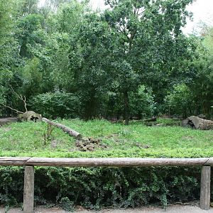 giant anteater  exhibit