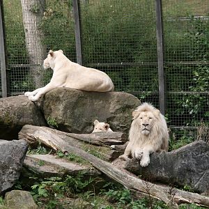 white lions