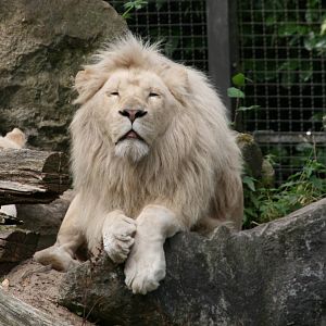 white lions