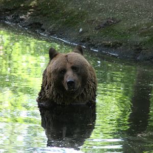 brown bear