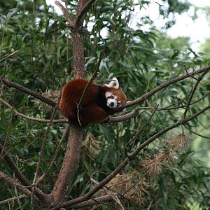 Red Panda