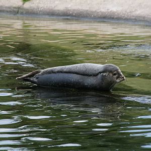Common seal