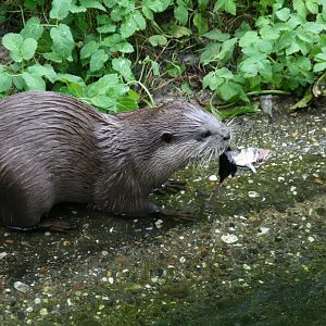 Asian Small-clawed Otter