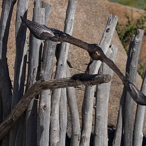 A few shots from the bird show.
