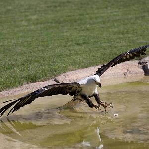 A few shots from the bird show.
