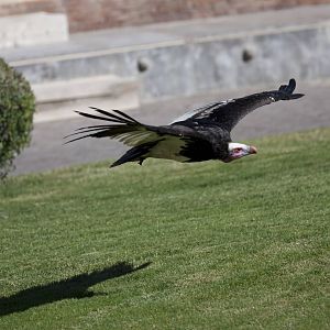 A few shots from the bird show.