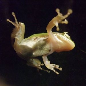 American Green Tree Frog, Western Everglades/Big Cypress, October 2013
