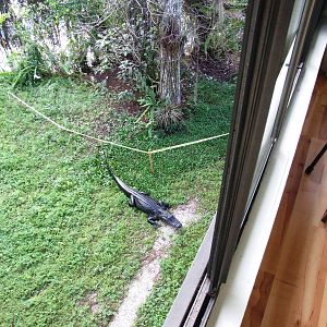 Western Everglades/Big Cypress, October 2013