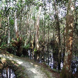 Western Everglades/Big Cypress, October 2013