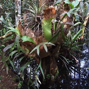 Stagshorn Fern, Western Everglades/Big Cypress, October 2013
