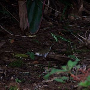 Ovenbird, Western Everglades/Big Cypress, October 2013