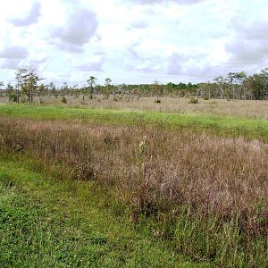 Western Everglades/Big Cypress, October 2013