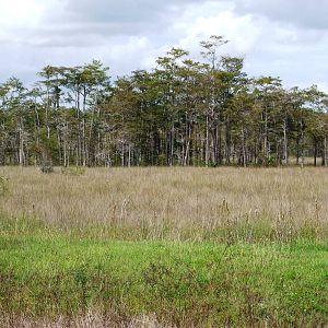 Western Everglades/Big Cypress, October 2013