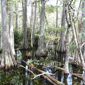 Western Everglades/Big Cypress, October 2013