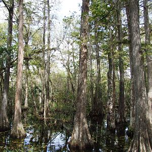 Western Everglades/Big Cypress, October 2013