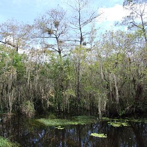 Western Everglades/Big Cypress, October 2013