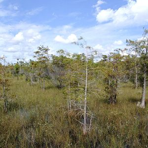 Western Everglades/Big Cypress, October 2013