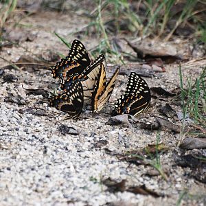 Swallowtail Swarm, Western Everglades/Big Cypress, October 2013
