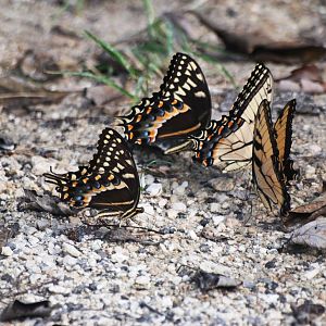 Swallowtail Swarm, Western Everglades/Big Cypress, October 2013