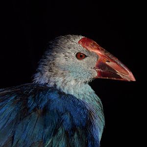 Purple Swamphen