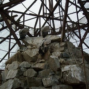 Griffon vultures exhibit