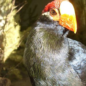 Violet Turaco