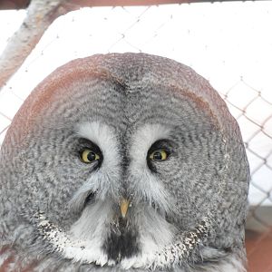 Great grey owl