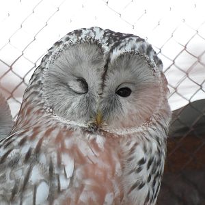 Ural owl - winking