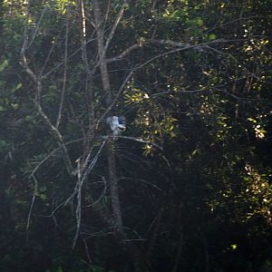 Belted Kingfisher, Western Everglades/Big Cypress, October 2013