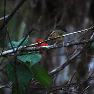 Worm-eating Warbler, Western Everglades/Big Cypress, October 2013
