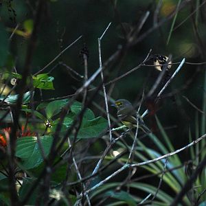 White-eyed Vireo, Western Everglades/Big Cypress, October 2013