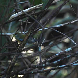 Northern Parula, Western Everglades/Big Cypress, October 2013