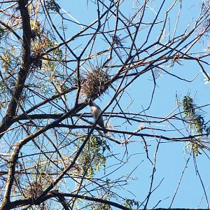 Black-and-White Warbler, Western Everglades/Big Cypress, October 2013