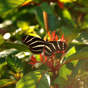 Zebra Longwing, Western Everglades/Big Cypress, October 2013