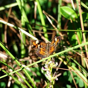 Phaon Crescent, Western Everglades/Big Cypress, October 2013
