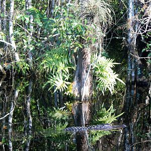 American Alligator, Western Everglades/Big Cypress, October 2013