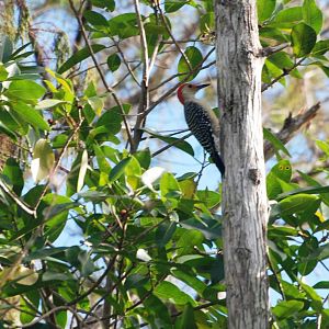 Red-bellied Woodpecker, Western Everglades/Big Cypress, October 2013
