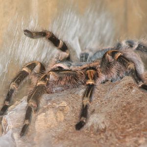 Chaco golden knee-striped birdspider