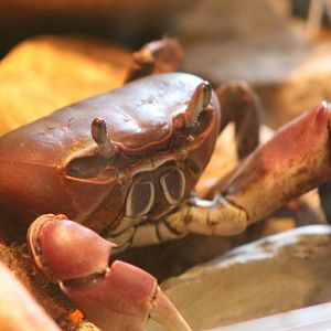 Blue land crab