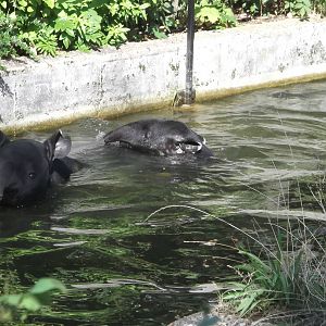 Gertie and Adi Swimming 1