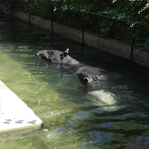 Gertie and Adi Swimming 2