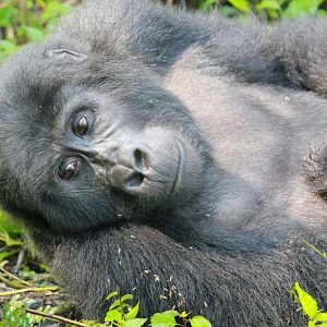 Mountain Gorilla