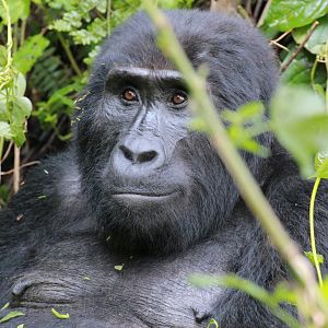 Mountain Gorilla female