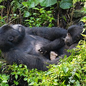 Mountain Gorillas