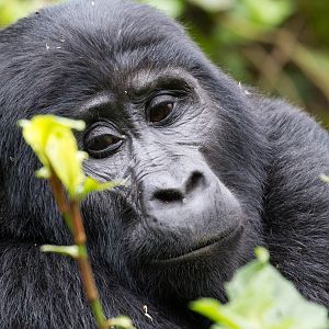 Mountain Gorilla