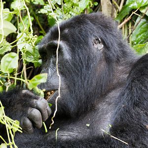 Mountain Gorilla female