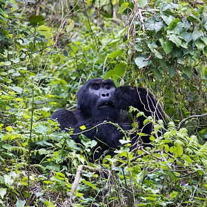 Mountain Gorilla